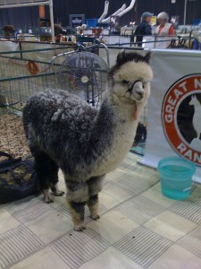 Beautiful Alpaca at Great Northern Ranch