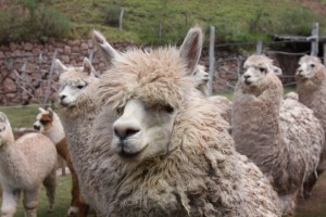 Photo taken at Awana Kancha - women's weaving village in the Sacred Valley, Peru